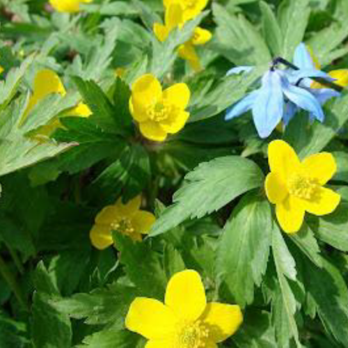 Kevät tulee ja laulattaa la 2.5. klo 14-16